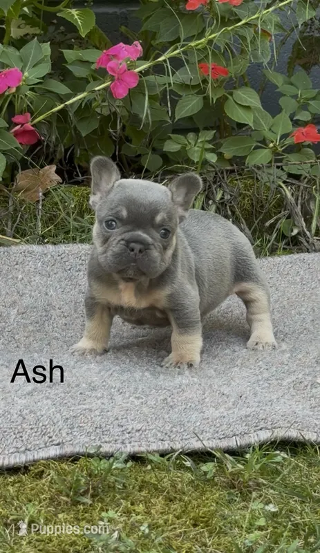 Ash – French Bulldog puppy for sale in Springfield, MO