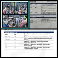 Bear, a male French Bulldog for sale in Springfield, MO – 7 of 7