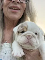 Violet Beauregarde, a female English Bulldog for sale in Springfield, MO – 7 of 10