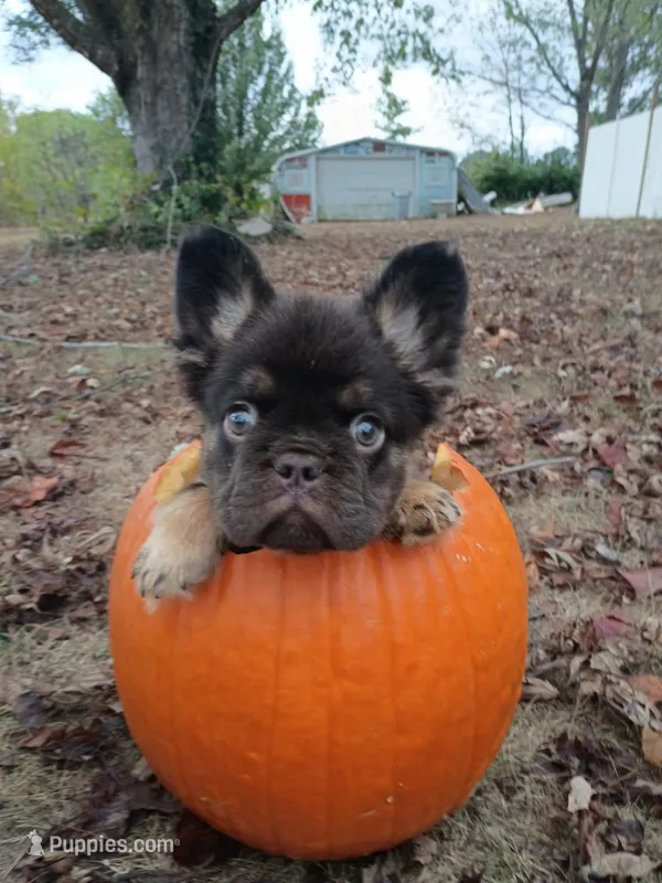 Mark Henry  – French Bulldog puppy for sale in Springfield, MO
