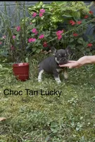 Lucky, a male French Bulldog for sale in Springfield, MO – 1 of 5