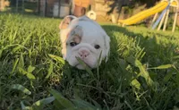 Violet Beauregarde, a female English Bulldog for sale in Springfield, MO – 9 of 10