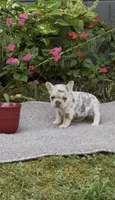 LuLu, a female French Bulldog for sale in Springfield, MO – 2 of 5
