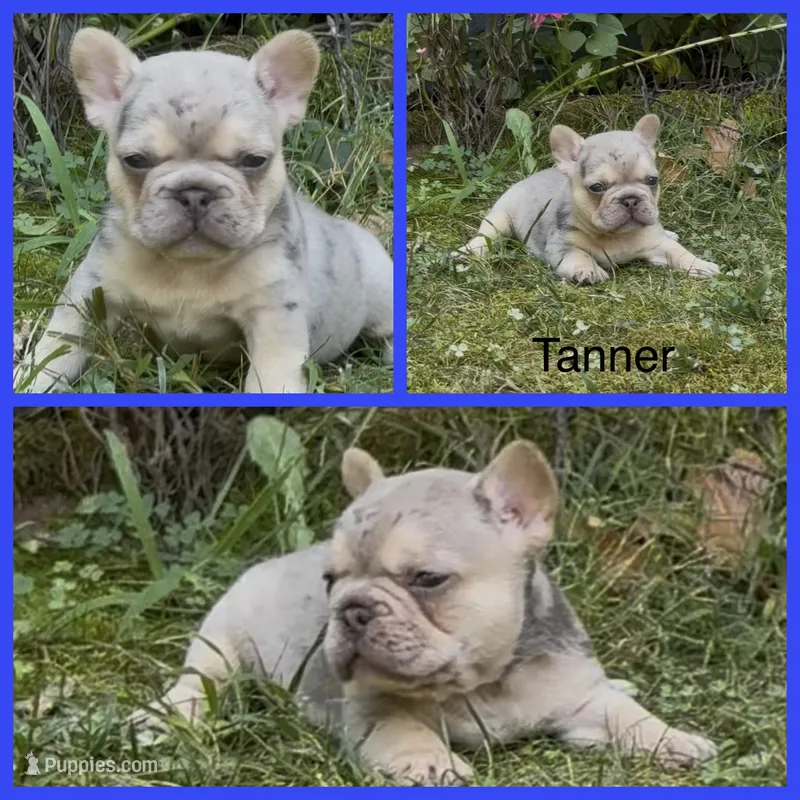 Tanner – French Bulldog puppy for sale in Springfield, MO