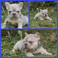 Tanner, a male French Bulldog for sale in Springfield, MO – 1 of 3