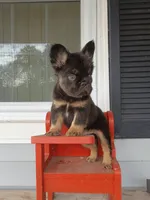Mark Henry , a male French Bulldog for sale in Springfield, MO – 4 of 6