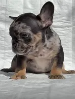 Kevin, a male French Bulldog for sale in El Paso City, TX – Photo 4 of 4