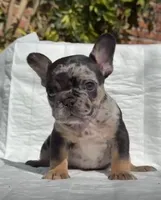 Kevin, a male French Bulldog for sale in El Paso City, TX – Photo 3 of 4