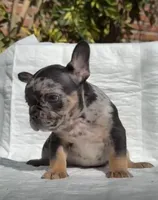 Kevin, a male French Bulldog for sale in El Paso City, TX – Photo 2 of 4