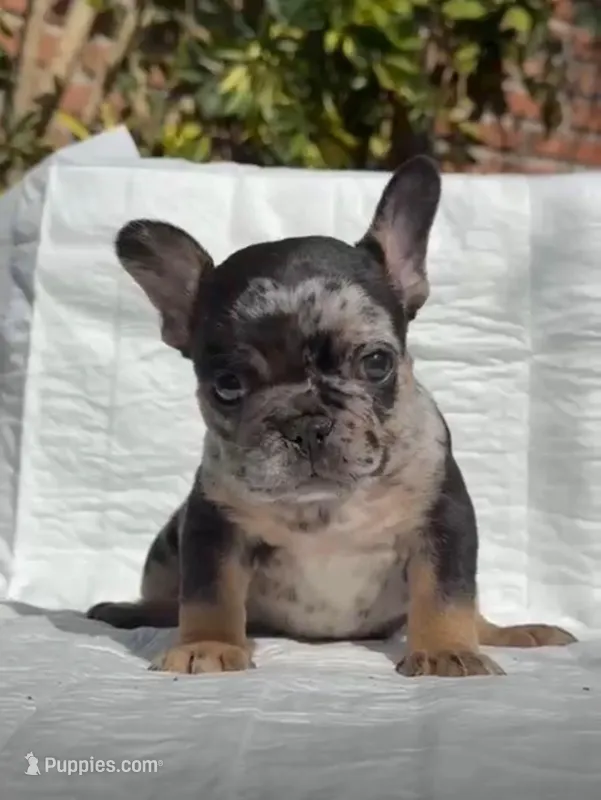 Kevin – French Bulldog puppy for sale in El Paso City, TX