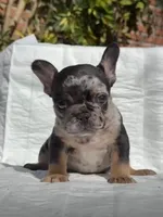 Kevin, a male French Bulldog for sale in El Paso City, TX – Photo 1 of 4