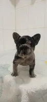 Chanel, a female French Bulldog for sale in El Paso City, TX – Photo 2 of 2