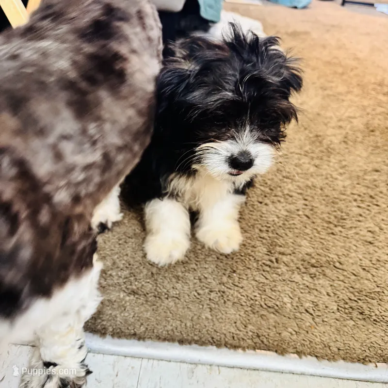 Nena – Shih Tzu puppy for sale in Kansas City, KS