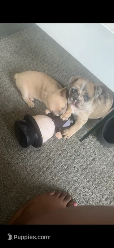 Nala Dior – French Bulldog puppy for sale in Johnstown, NY