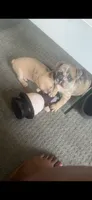 Nala Dior, a female French Bulldog for sale in Johnstown, NY – 1 of 4