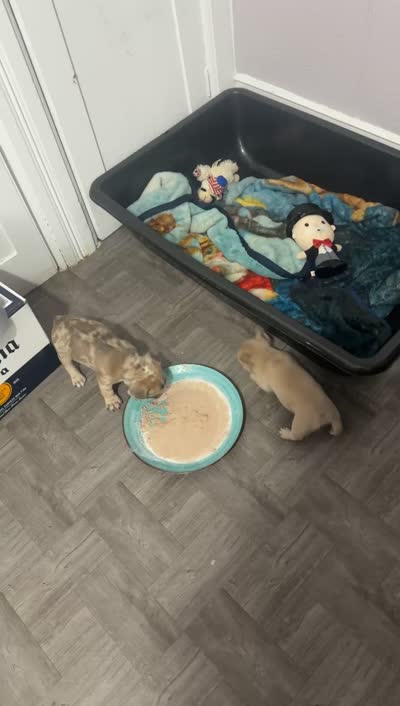 Nala Dior, a female French Bulldog for sale in Johnstown, NY – 4 of 4