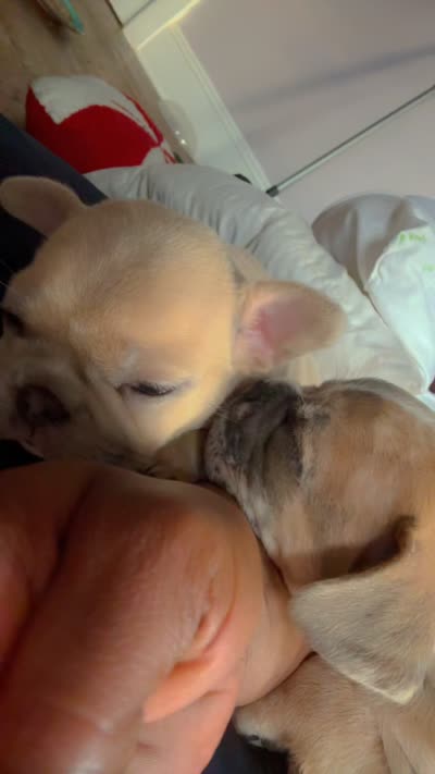 Nala Dior, a female French Bulldog for sale in Johnstown, NY – 3 of 4