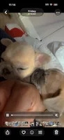 Nala Dior, a female French Bulldog for sale in Johnstown, NY – 2 of 4