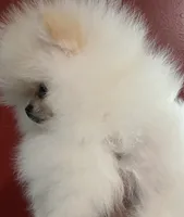 Tiger, a male Pomeranian for sale in Whigham, GA – 2 of 3