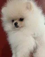 Tiger, a male Pomeranian for sale in Whigham, GA – 1 of 3