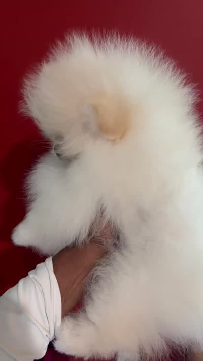 Tiger, a male Pomeranian for sale in Whigham, GA – 3 of 3