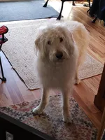 Stevie, a female Labradoodle for sale in Warren, RI – Photo 2 of 7