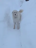 Stevie, a female Labradoodle for sale in Warren, RI – Photo 1 of 7