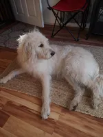 Stevie, a female Labradoodle for sale in Warren, RI – Photo 3 of 7