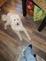 Stevie, a female Labradoodle for sale in Warren, RI – Photo 7 of 7