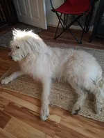 Stevie, a female Labradoodle for sale in Warren, RI – Photo 4 of 7