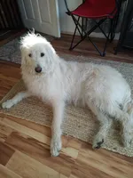 Stevie, a female Labradoodle for sale in Warren, RI – Photo 5 of 7