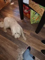 Stevie, a female Labradoodle for sale in Warren, RI – Photo 6 of 7