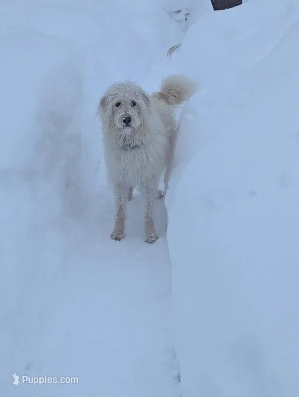 Stevie, a female Labradoodle for sale in Warren, RI – Photo 1 of 7