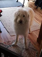 Stevie, a female Labradoodle for sale in Warren, RI – Photo 2 of 7