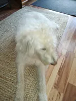 Stevie, a female Labradoodle for sale in Warren, RI – Photo 3 of 7