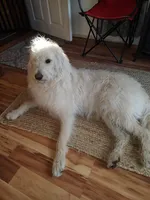 Stevie, a female Labradoodle for sale in Warren, RI – Photo 5 of 7