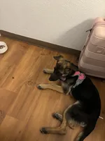 Caesey, a female Belgian Malinois for sale in San Jose, CA – 2 of 2