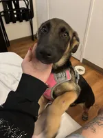 Caesey, a female Belgian Malinois for sale in San Jose, CA – 1 of 2