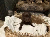 Miss Pink, a female Labrador Retriever for sale in Graham, NC – 3 of 10