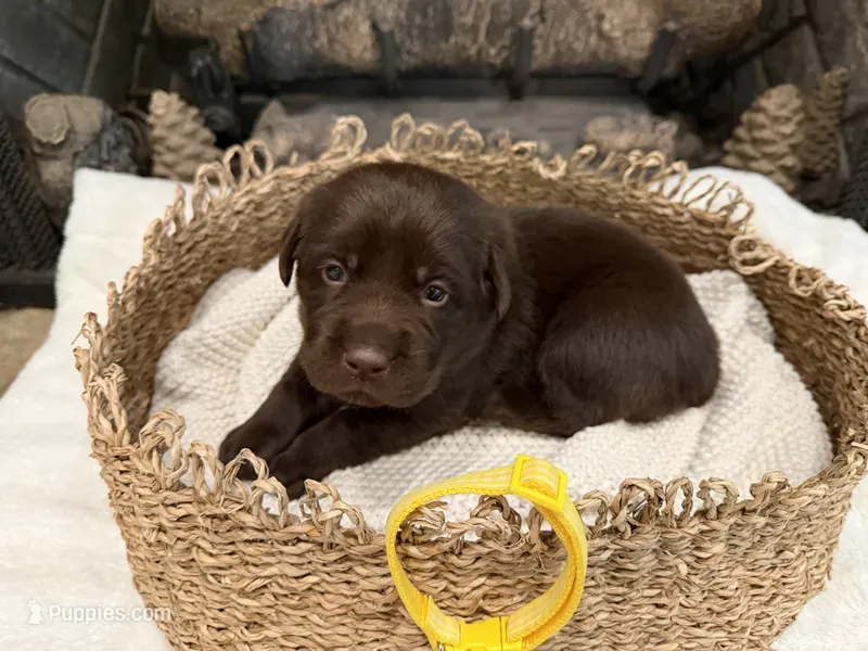 Miss Yellow, a female Labrador Retriever for sale in Graham, NC – 1 of 9