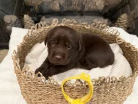Miss Yellow, a female Labrador Retriever for sale in Graham, NC – 1 of 9