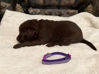 Miss Purple, a female Labrador Retriever for sale in Graham, NC – 7 of 10