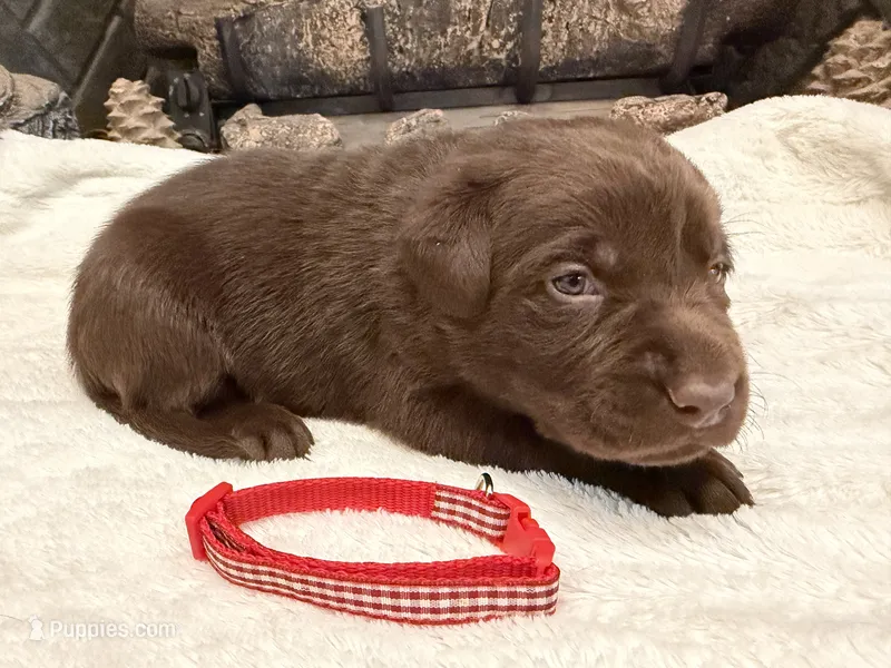 Mr. Red – Labrador Retriever puppy for sale in Graham, NC