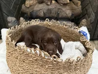 Mr. Blue, a male Labrador Retriever for sale in Graham, NC – 6 of 10