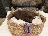 Miss Purple, a female Labrador Retriever for sale in Graham, NC – 4 of 10