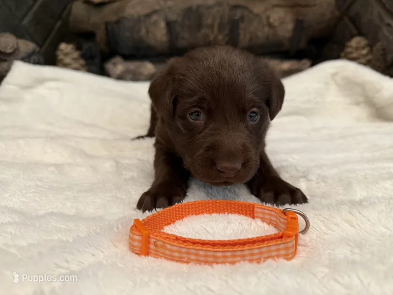 Mr. Orange – Labrador Retriever puppy for sale in Graham, NC