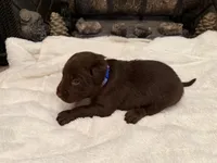 Mr. Blue, a male Labrador Retriever for sale in Graham, NC – 2 of 10