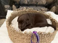 Miss Purple, a female Labrador Retriever for sale in Graham, NC – 2 of 10