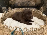 Mr. Green, a male Labrador Retriever for sale in Graham, NC – 4 of 10