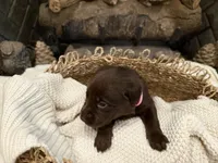 Miss Pink, a female Labrador Retriever for sale in Graham, NC – 7 of 10
